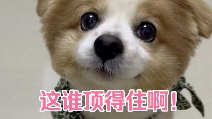 كيف أرفض هذا الجرو بحق؟ هو بس ما يفهم الكلام المنطقي!