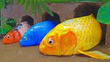 Menemukan Banyak Ikan Mas Warna warni di dalam Lubang, Stop Motion Lucu ASMR Koi biru Tempat bermain