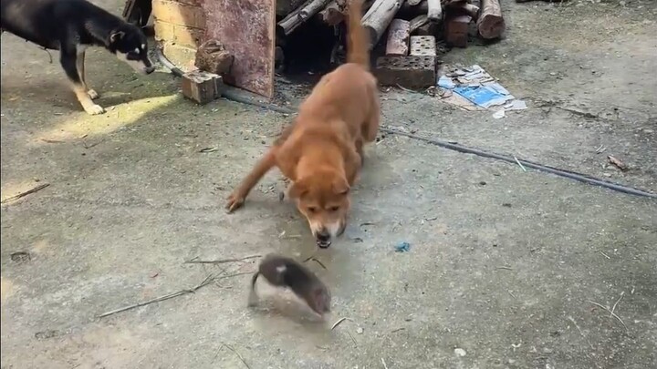 Are Guangxi native dogs the best at catching mice?