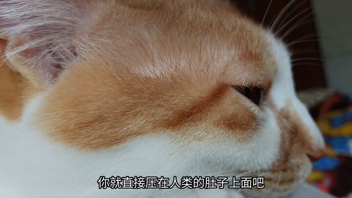 No one would cuddle a十几-jin (about 15-pound) chunk of meat while sleeping—unless it’s a cat.