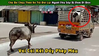 Con Bò Chạy Theo Xe Tải Đòi Lại Người Yêu Sắp Bị Đem Đi Bán Và Cái Kết Đầy Phép Màu | Tám Tới Tấp