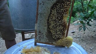 Cheo Leo Nơi Vách Đá Tìm Kiếm Những Giọt Mật Thơm Lừng