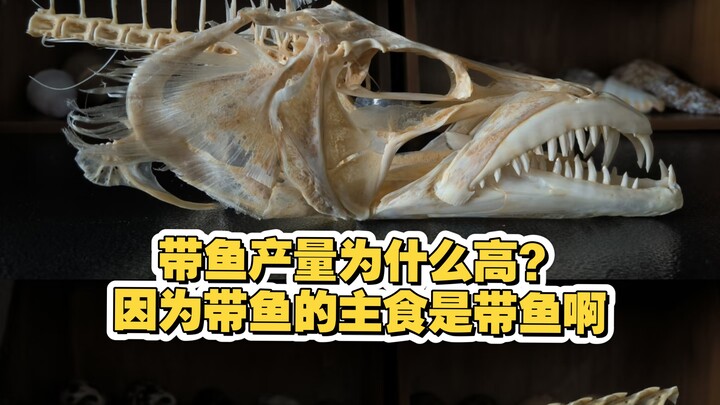 High yield of beltfish? That’s because beltfish’s main food is… other beltfish.