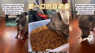 Kalau bukan karena rahangmu yang membatasi performa, sesendok makanan anjing ini sudah habis dari su