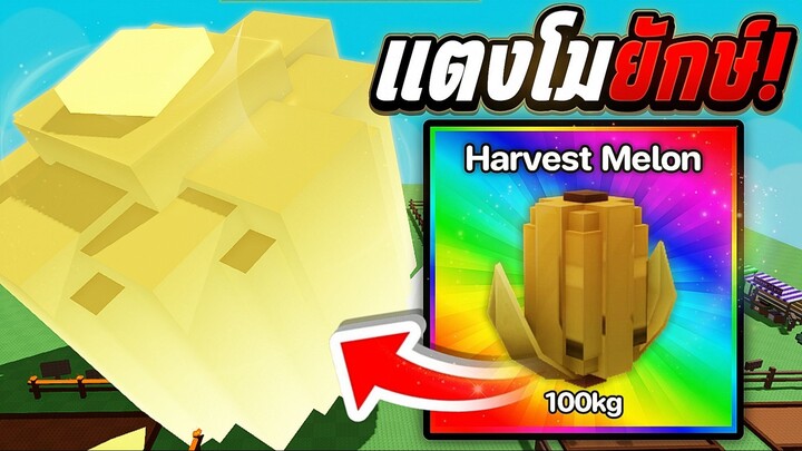 ปลูก Harvest Melon แตงโมยักษ์ 100 Kg! | Grow a Garden | พร้อม Mutation
