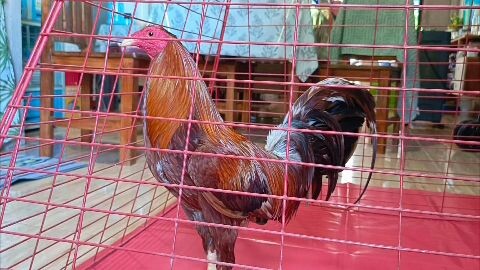 Hindi pinalapad sa pangatlong pagkakataon ang goldy ni pare. Pero sulit naman ang pinakita.
