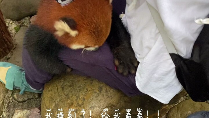 Anh Hàn đang ngồi nghỉ trên tảng đá bỗng bị một chú gấu trúc nhỏ bất ngờ nhào tới ôm chầm lấy. Chúng
