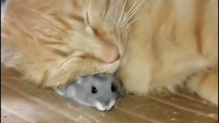 Mouse pillow