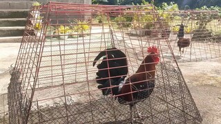 class B Pero pwdenh ilaban !