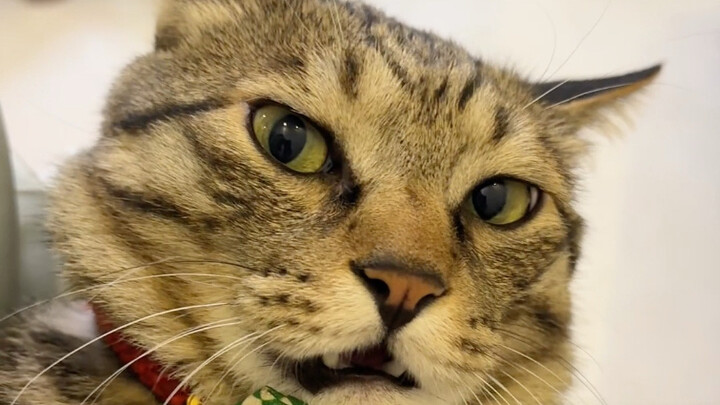 Ketika aku mencoba berkomunikasi dengan bahasa kucing, kenapa mereka malah menertawakanku?