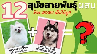 12 สุนัขสายพันธุ์ผสม ทึ่คนเห็นจะต้องร้องว้าวว #ECOBOK