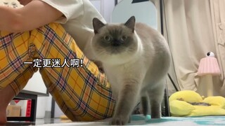 Asalkan aku tidak memperhatikan kucingku... dia akan secara aktif mendekatiku!