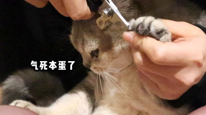 Mèo con hôi  tức tối cắt móng  vừa cắt vừa lẩm bẩm chửi rủa