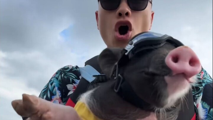 My pig not only surfs, it might even DJ.