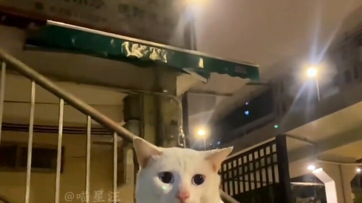 Cat: What’s your identity? Are you trying to flirt with me?
