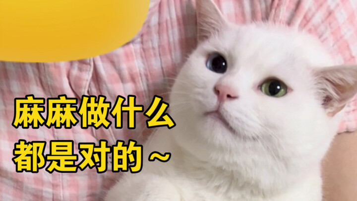 Seberapa baik sikap kucing kecil pada orang yang disukainya? Tidak boleh pilih kasih!