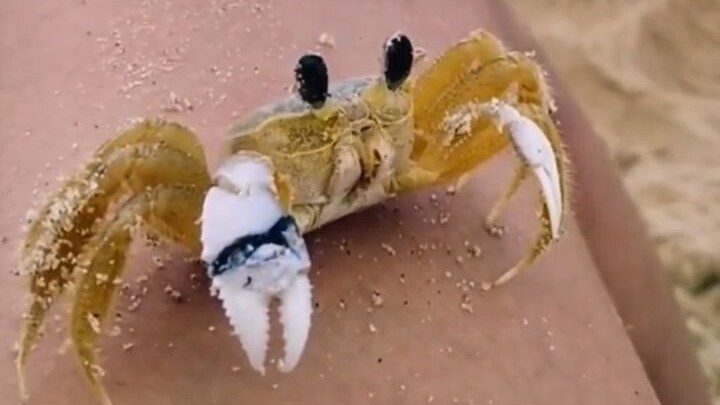 เจ้าของพาหมาไปเล่นที่ชายหาด แต่กลับเจอปูตัวหนึ่งที่เดินตั้งตรงได้!