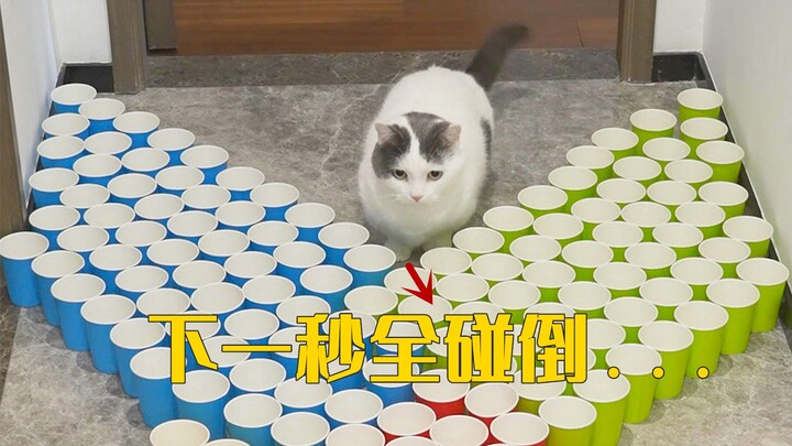 They say cats are great at avoiding obstacles, but this one is clearly doing it on purpose!