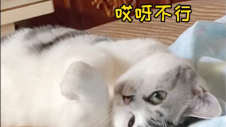 Why does this little kitten have three different faces?!