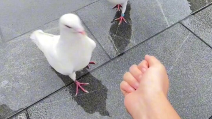 Pigeon: Do you think you’re super funny?