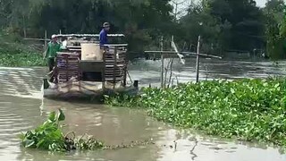 Quay Cảnh Máy Cắt Lúa Lên Bến Cao