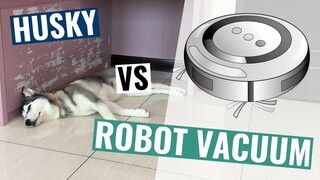 Husky vs Robot Vacuum