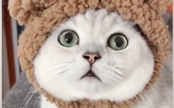 Hewan yang Bisa Mengerti Bahasa Manusia