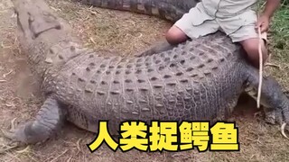原来鳄鱼拿人类一点办法都没有！