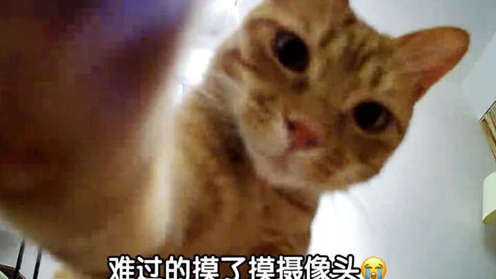 Haven’t been home for a week—my furry baby actually cried when she saw me!