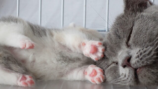 小奶猫想尿尿，找妈妈要舔舔，画面太萌啦～