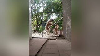 Cún nhà bạn tên gì? yeucho yeuchomeo cún cúncon chó chómèo chócon chó_cưng chókhôn yeuchomeo cưng chócute pet dog dogsoftiktok doggo