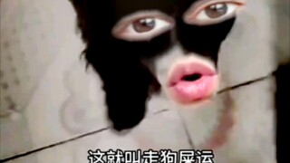 เรื่องเกี่ยวกับการกลับชาติมาเกิดของสุนัข