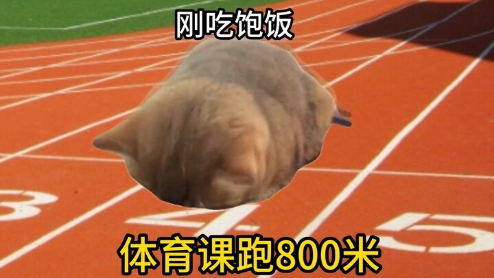 A Torturous Day for the Cat