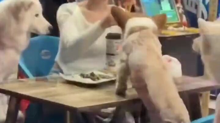 Because she can’t drink, a woman was seated at a table with the dog by her friends!