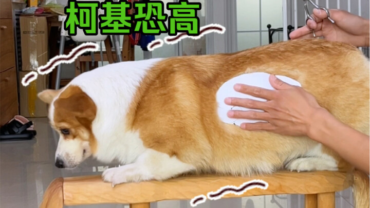 ครูโทนีจัดทรงให้หมาคอร์กี้อีกแล้ว แต่กลับพลาดอีกตามเคย!