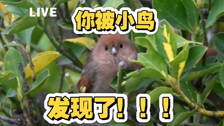 Merekam diam-diam seekor burung ketahuan໒꒰ྀི ๑ᵒᯅᵒ๑ ꒱ྀིາ