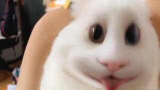 它真的，我笑死