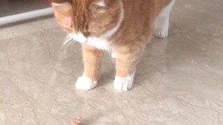 [Papi's Big and Small Cats] The Life of a Fur Ball