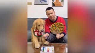 Tiểu Áo đáng yêu P1 fun funnyvideos funny funnyvideo funnydog dog dogsoftiktok dogs hài hàihước hàivl xuhuong cuoi vui vuive