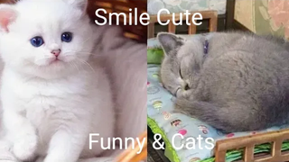 Funny & Cats - รวมน้องแมวน่ารัก 21