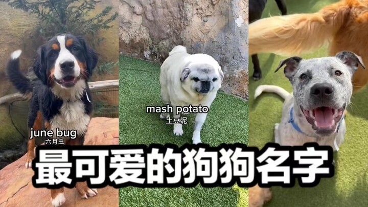 Nama Anjing Paling Menggemaskan Hari Ini di Tempat Penitipan Anjing