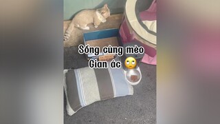 Đừng ai nói tôi hong iu thương động vật nữa nhoa just4fun mèo cute cat