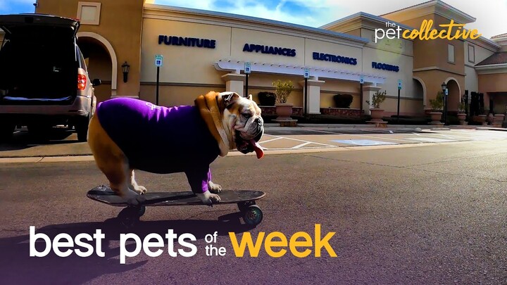 Extreme Bulldog!!! | Best Pets of the Week