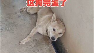 This dog is finished.
