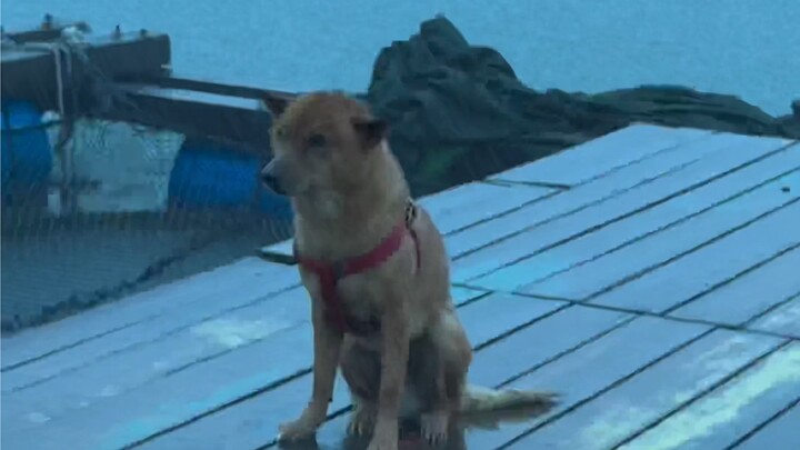 Single dog in the rain