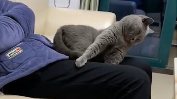 【مؤثرات صوتية للحيوانات】 كيف أستطيع النوم وأنت تباعد ساقيك هكذا؟ أغلقهما بسرعة، آه آه آه آه!!