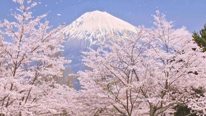 [Sakura, Anata Ni Deaete Yokatta] Cherry Blossoms When I Met You