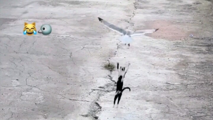 Cat Playing With Birds