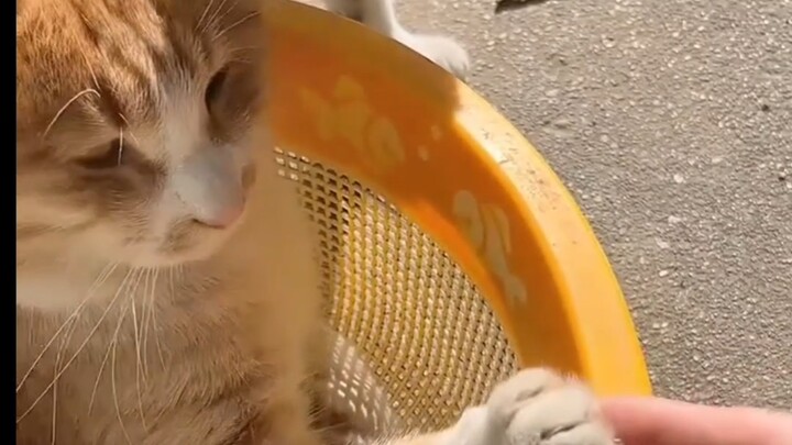 الشخص أخاف الماوس بشدة، الشخص سيء جدًا!