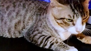 আমার প্রিয় বিড়াল। ❤️